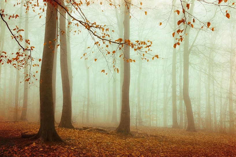 Holding On – Nebelverhangener Wald im Herbstglanz von Dirk Wüstenhagen