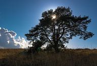 Le soleil caché derrière un arbre par Devlin Jacobs Aperçu