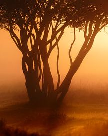 Nebliger Sonnenaufgang von Berny Schop