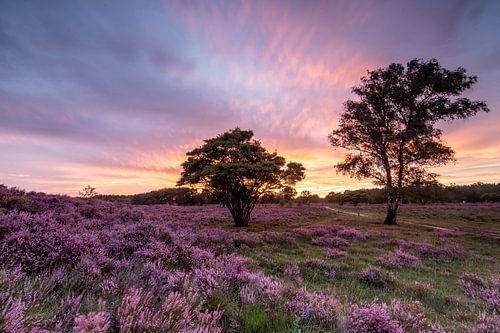 Zonsondergang op de paarse heidevelden!