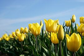 blühende Tulpen im Frühjahr auf einem Tulpenfeld von Heiko Kueverling