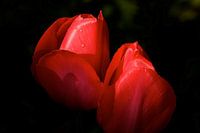 red tulips