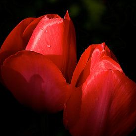 rode tulpen van Jan Gerrit Deelen
