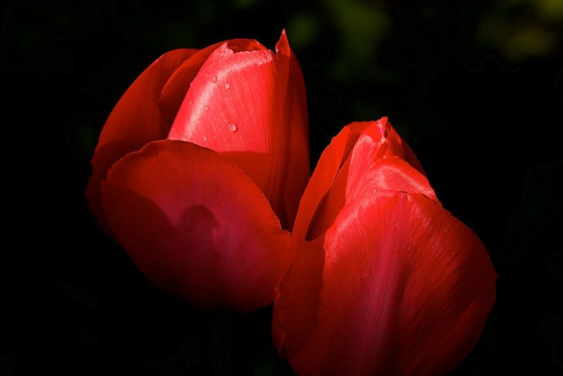 red tulips by Jan Gerrit Deelen