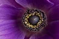 Purple anemone by Ada Zyborowicz thumbnail