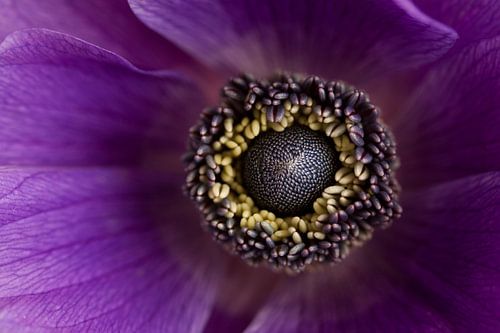 Purple anemone