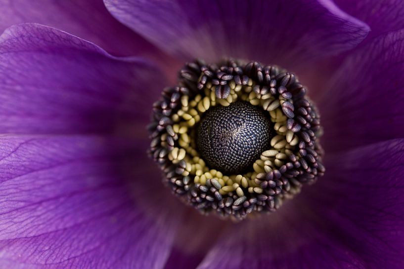 Purple anemone by Ada Zyborowicz