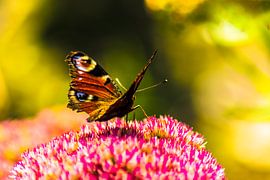 The butterfly by Fotografie design N