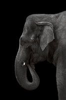 Olifant