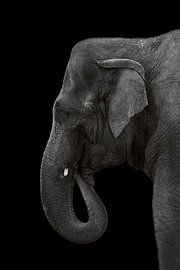 Elephant by Mirthe Vanherck