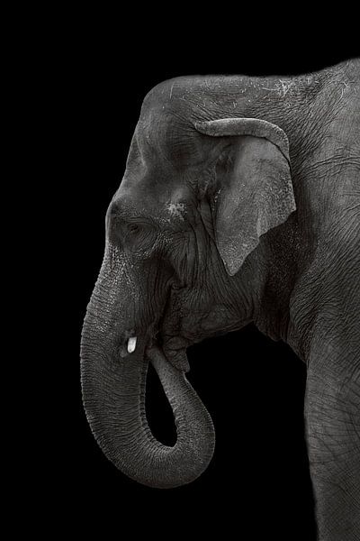 Éléphant par Mirthe Vanherck