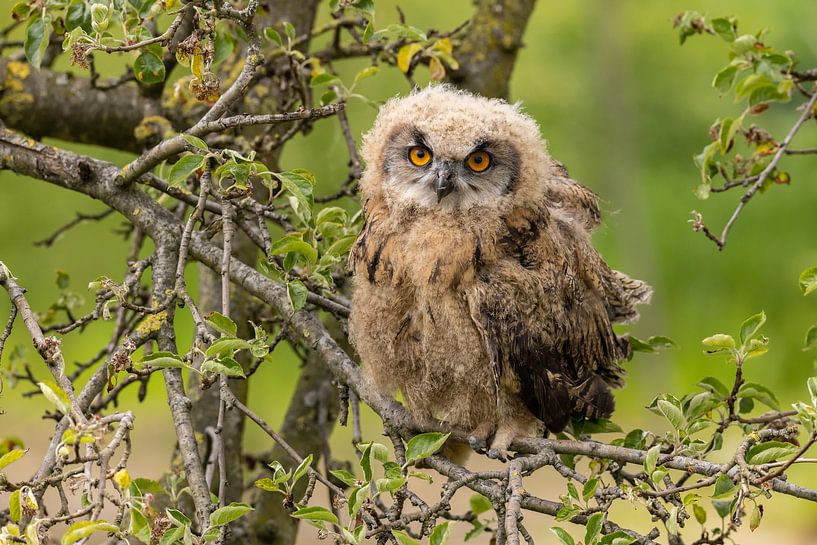 Jeune aigle, flocon par Gert Hilbink