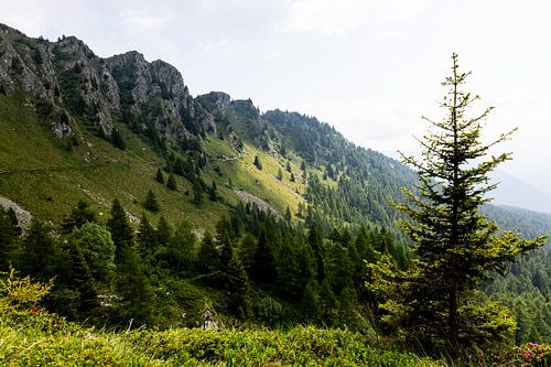 De flanken van de Monte Pancugolo in de Dolomieten bij Madonna di Campiglio (II).