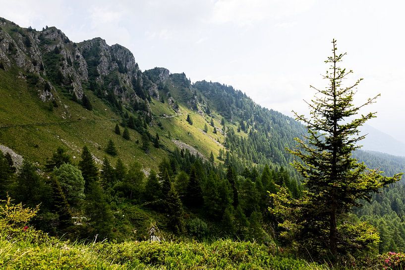De flanken van de Monte Pancugolo in de Dolomieten bij Madonna di Campiglio (II). van André Blom Fotografie Utrecht