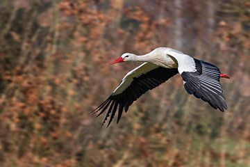 Stork in flight - No. 2 van Ursula Di Chito