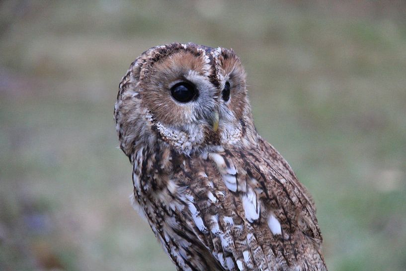 close-up owl brown bokeh by Mirthe Zonneveld