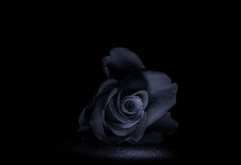 Black and white rose by Claudia De Vries