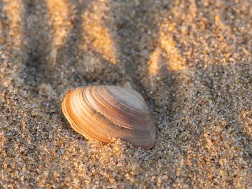 Shell by Hillebrand Breuker