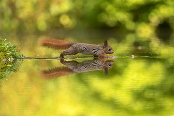 eekhoorn lopen over water
