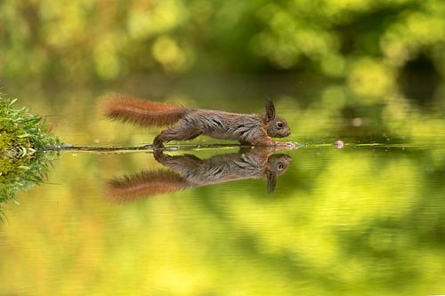 eekhoorn lopen over water