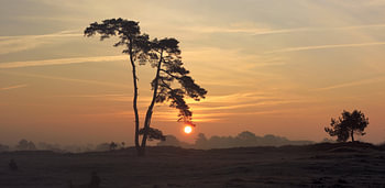 Les dunes chauves