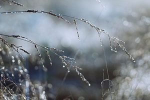 Morgendliche Tropfen