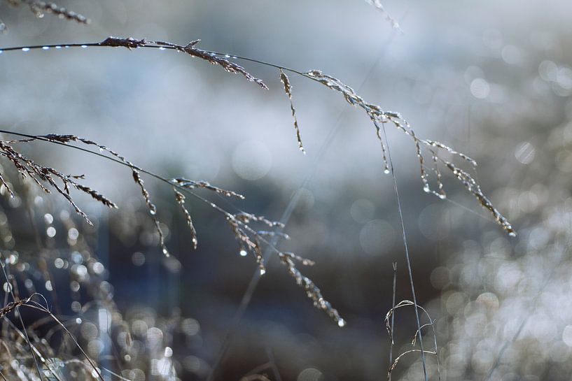 Gouttes du matin par Greetje van Son