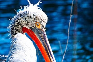 Peli von Truckpowerr