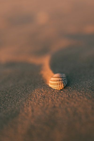 Muschel, aus der Nähe von Wouter van der Weerd