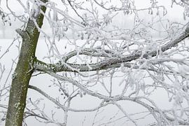 Ripe on a tree. by André Hamerpagt