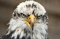 Eagle by Paul Hinskens thumbnail