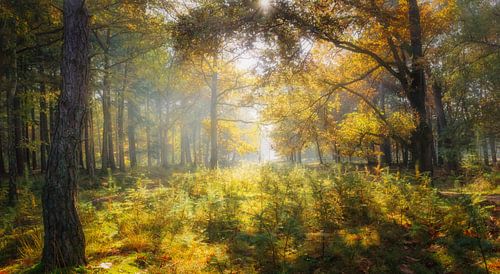 Jeneverpad, de Zuid, Hilversum