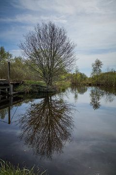 Baum spiegeln von Wolbert Erich