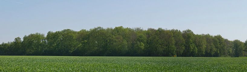 Spring, with corn field and a forest wall. by Wim vd Neut
