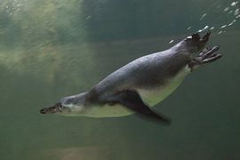 penguin  close-up is swimming in water underwater photo, i in green tones. by Michael Semenov