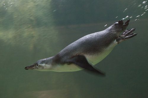 pinguïn close-up is zwemmen in water onder water foto, ik in groene tinten.
