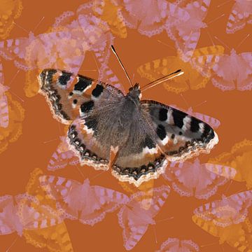 Small tortoiseshell butterfly by Bianca Wisseloo