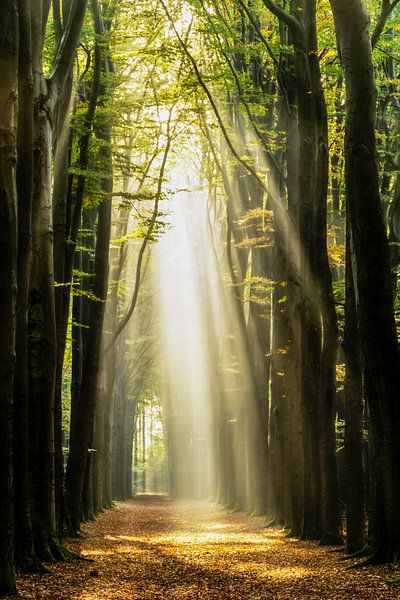 Be I Am von Lars van de Goor