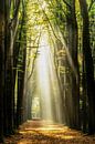 Be I Am von Lars van de Goor Miniaturansicht