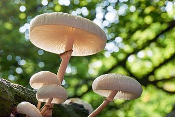 Pilze im Wald von Harry Wedzinga