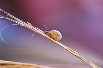 New life... by V. Susebeek