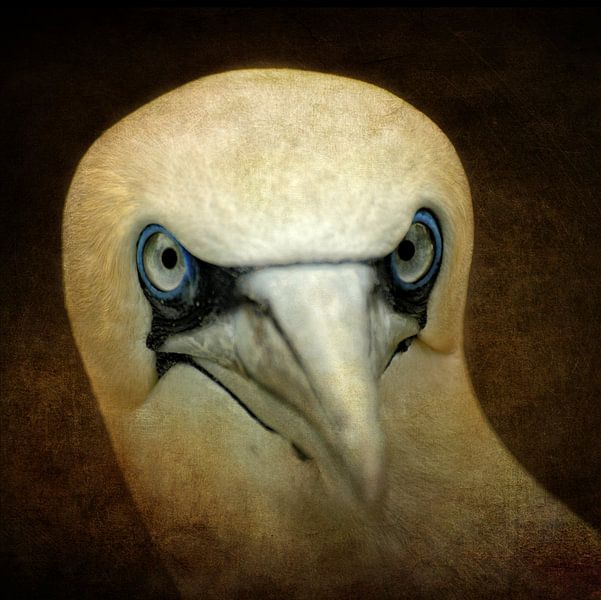 Augen von ARTBERGWERK