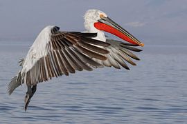 Kroeskoppelikaan auf der Flucht