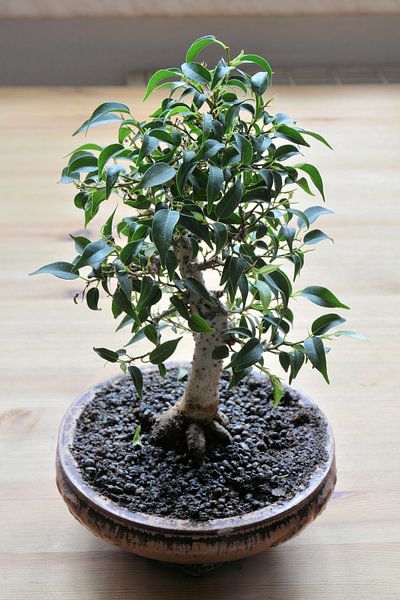 Bonsai van een Ficus benjamina van Heiko Kueverling