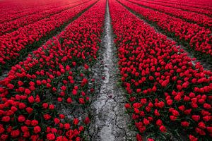 Champ de tulipes rouges sur Arthur Puls Photography