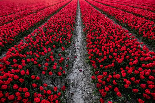Rood Tulpenveld