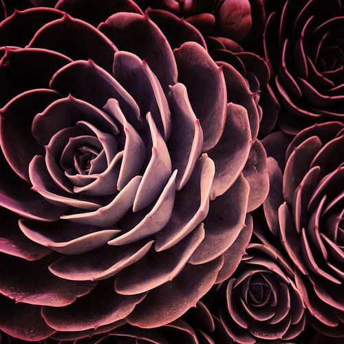 DARKSIDE OF SUCCULENTS I-C