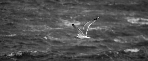 Une mouette survolant la mer du Nord en panorama.