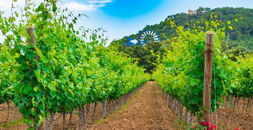 Weinbergslandschaft mit üppigen Blättern an den Rebstöcken von Alex Winter