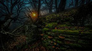 Alte Mauern in einem uralten Wald.